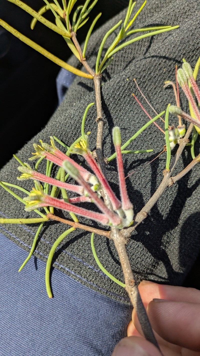 Amyema gibberula photo 7