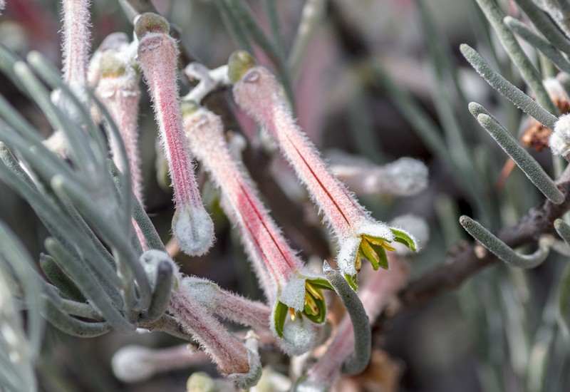 Amyema gibberula photo 8