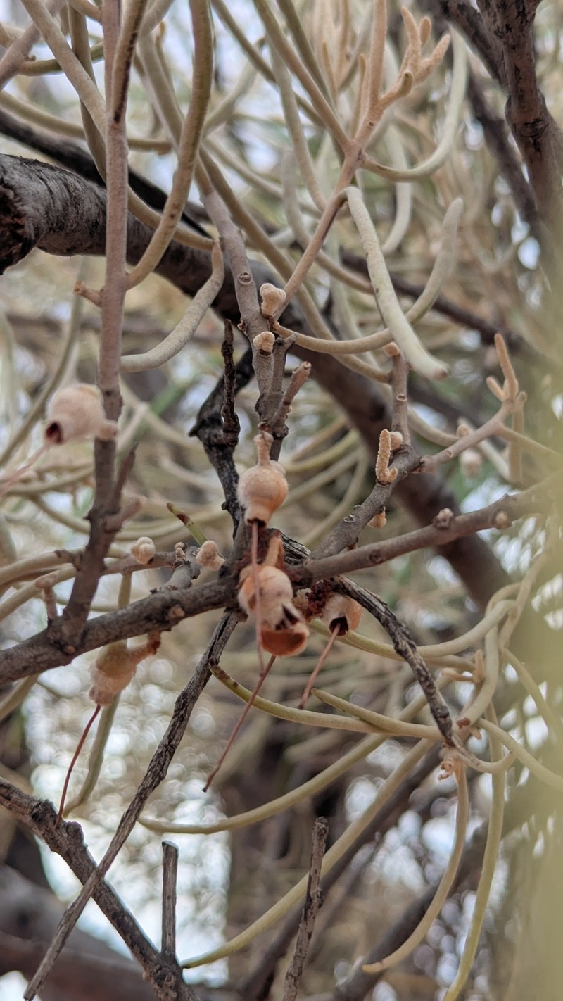 Amyema gibberula var. gibberula