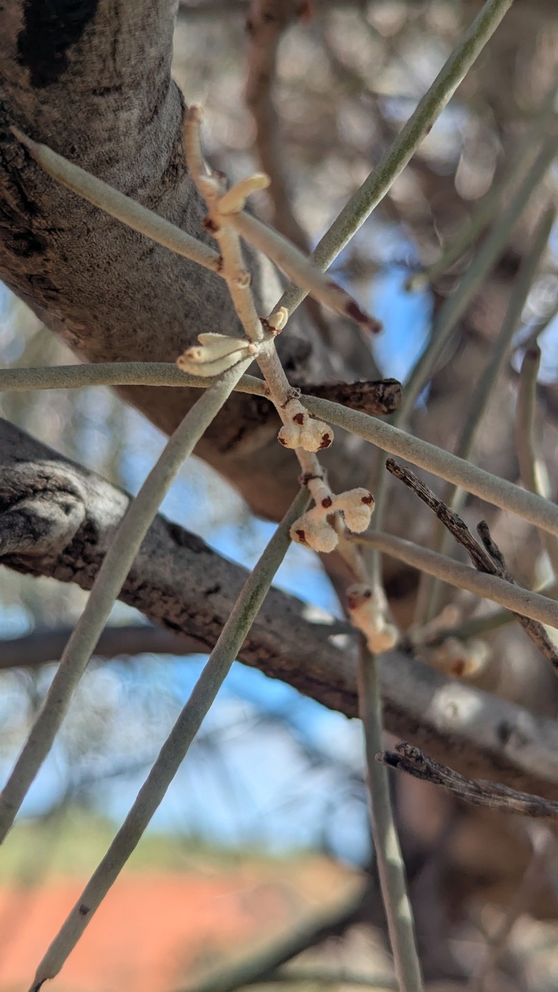 Amyema gibberula var. gibberula photo 2