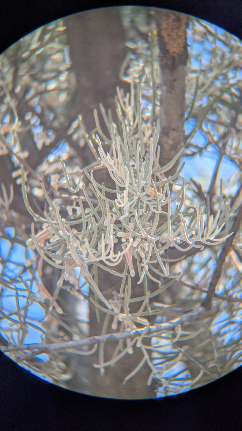 Amyema gibberula var. gibberula photo 3