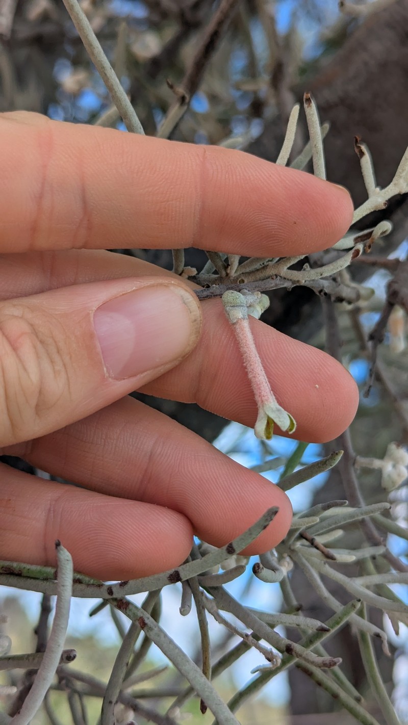 Amyema gibberula var. gibberula photo 4