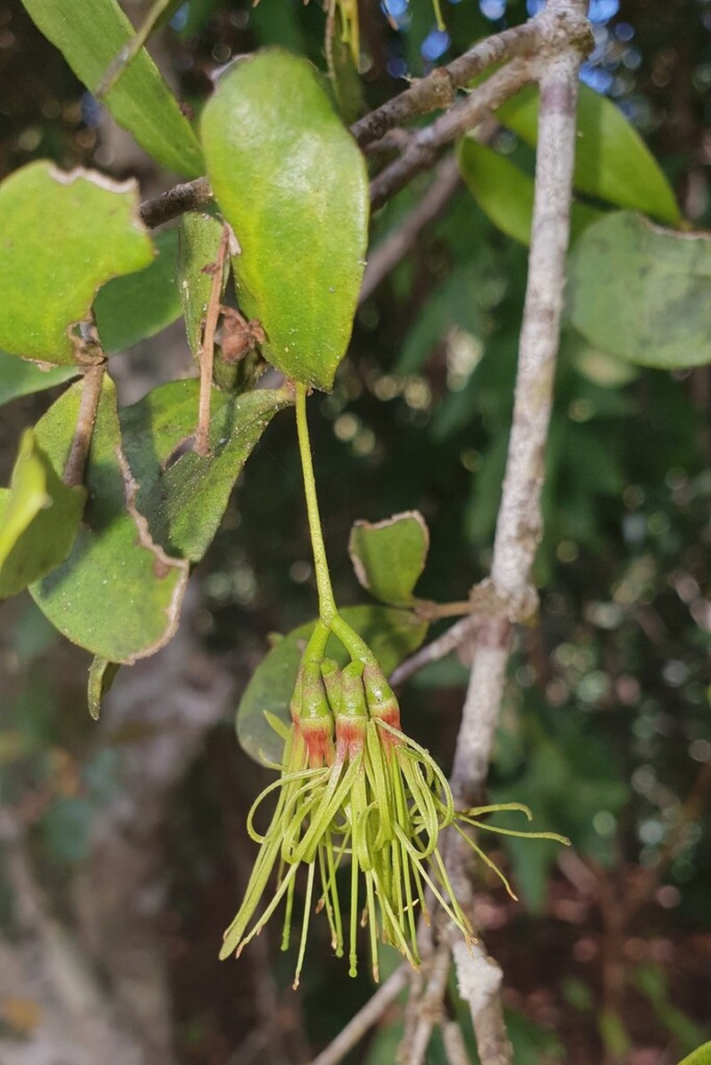 Amyema glabra