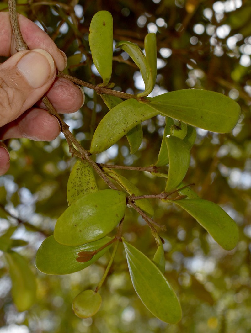 Amyema glabra photo 2