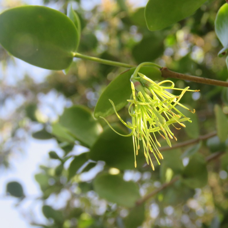 Amyema glabra photo 3