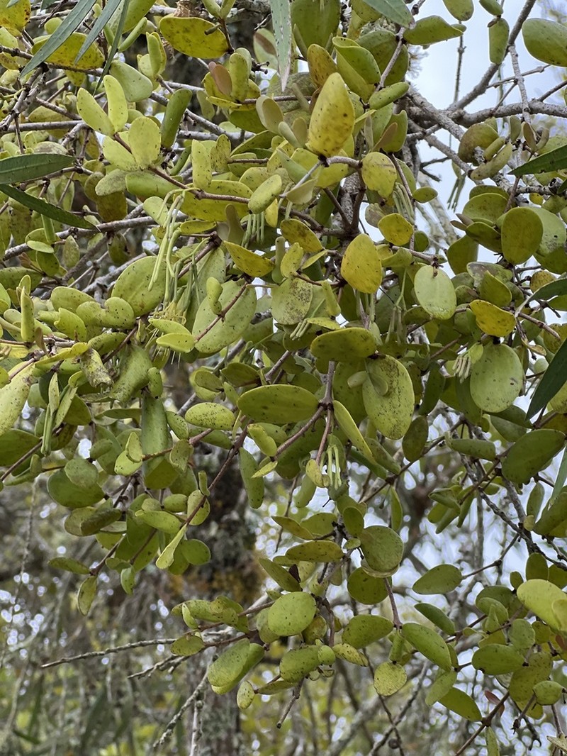 Amyema glabra photo 5