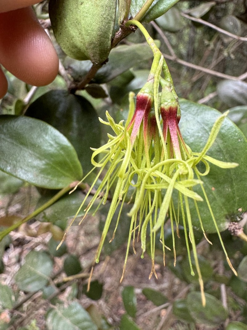 Amyema glabra photo 6