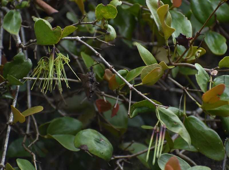 Amyema glabra photo 7