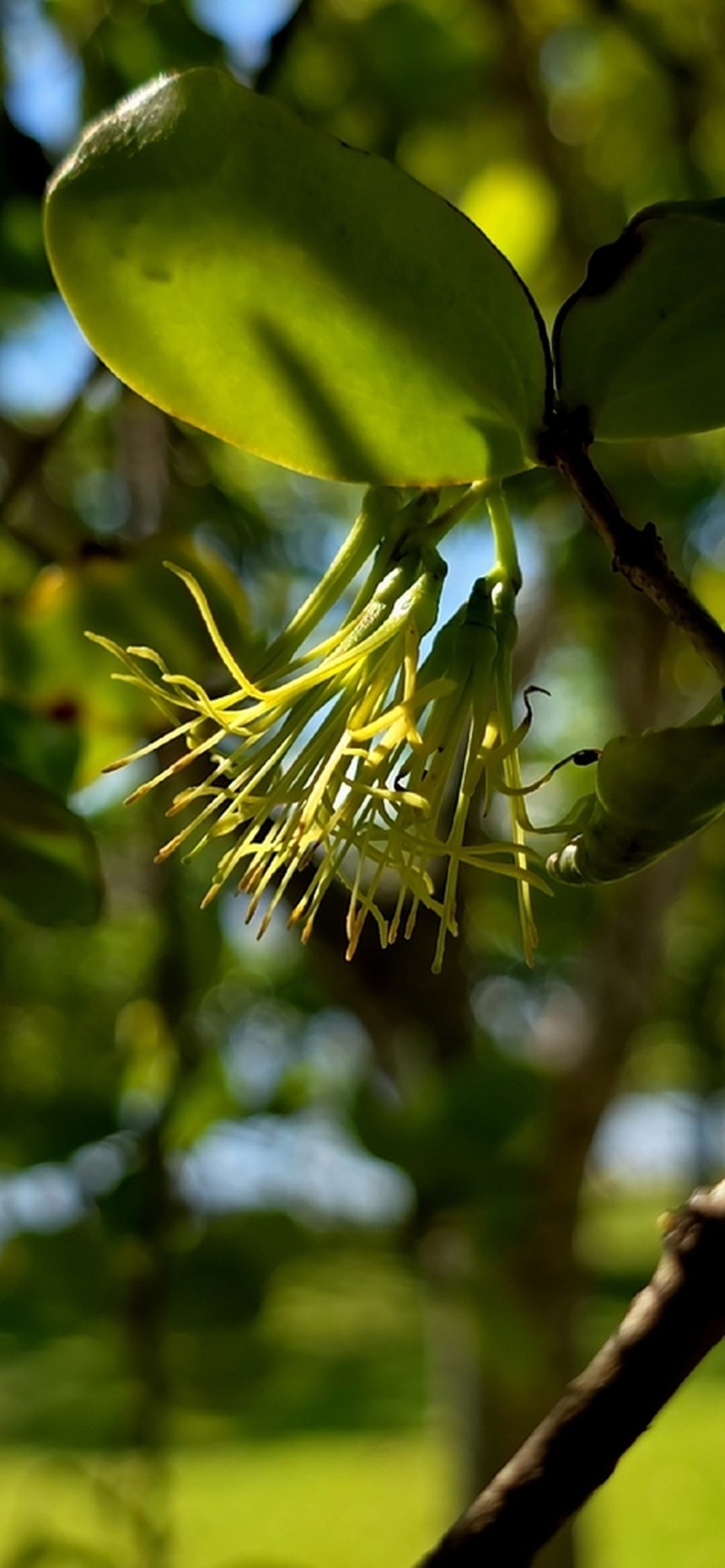 Amyema glabra photo 8