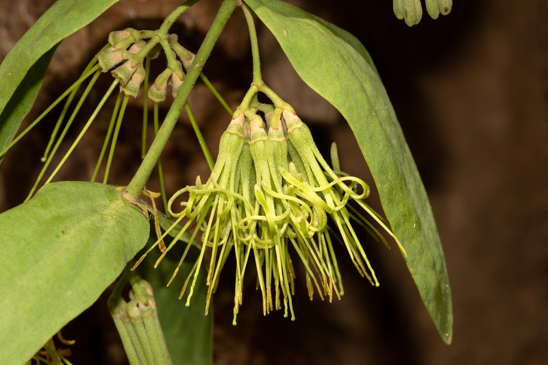 Amyema haematodes