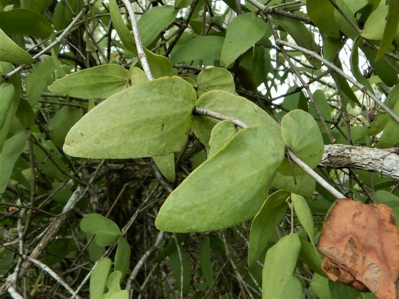 Amyema haematodes photo 2