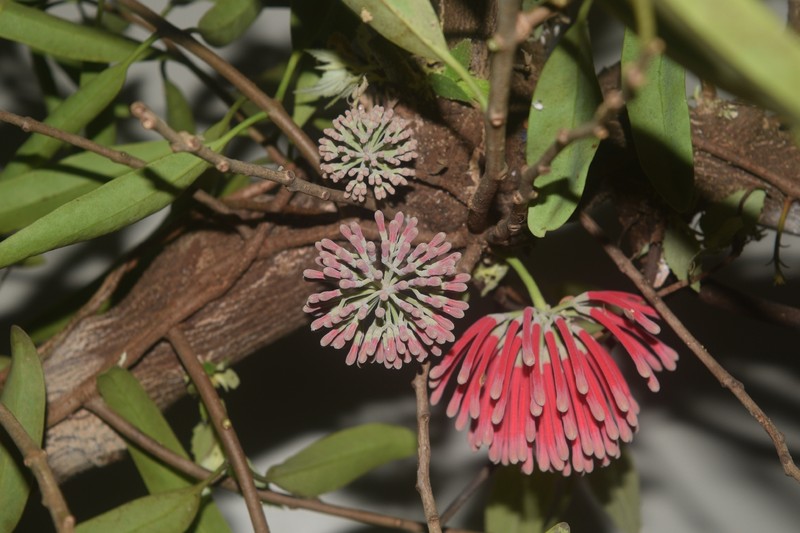 Amyema haenkeana photo 2