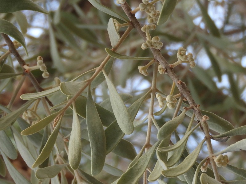 Amyema herbertiana