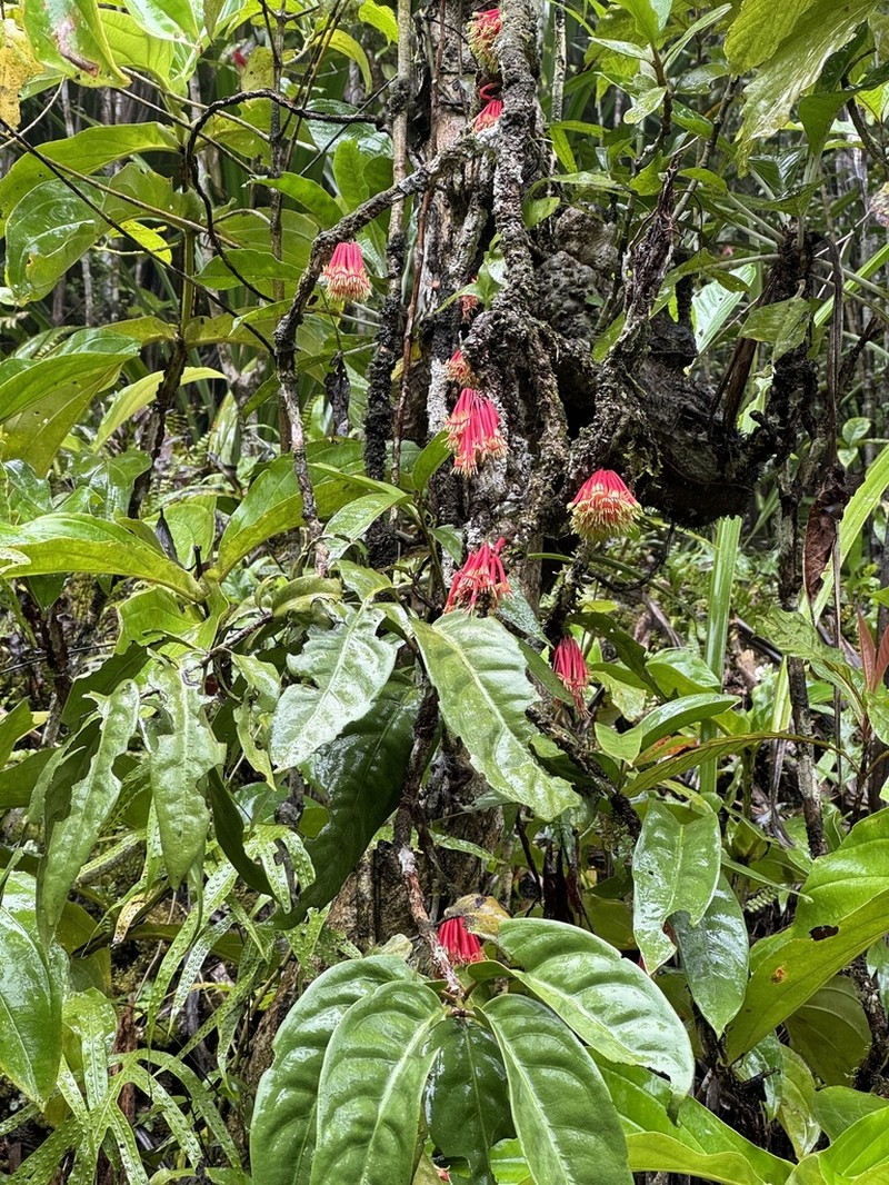 Amyema incarnatiflora photo 2