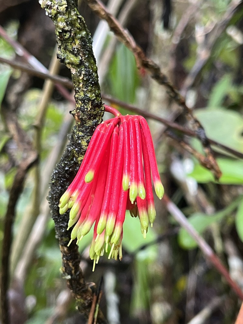 Amyema incarnatiflora photo 4