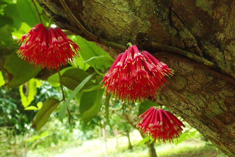 Amyema incarnatiflora photo 5