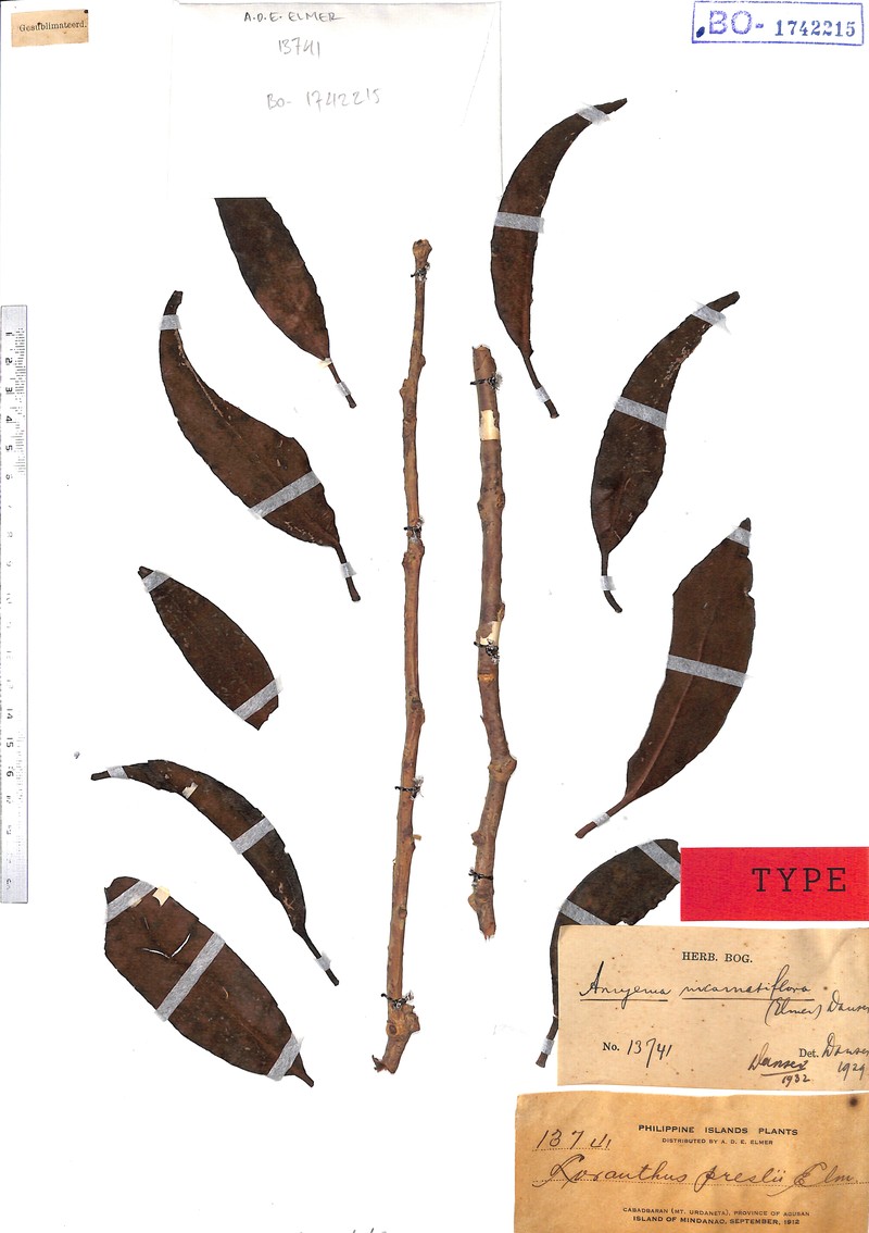Amyema incarnatiflora photo 6