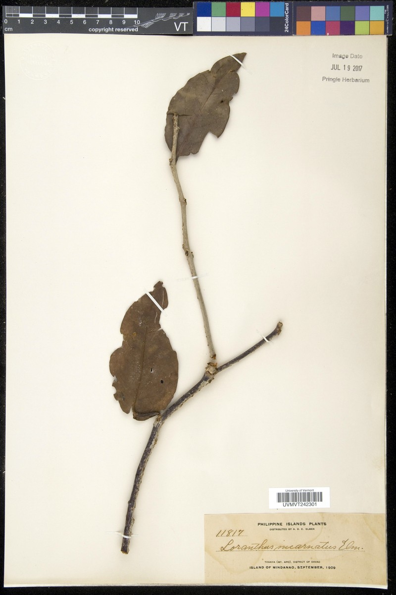 Amyema incarnatiflora photo 7