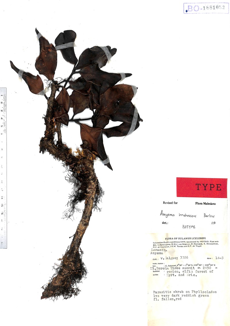Amyema irrubescens