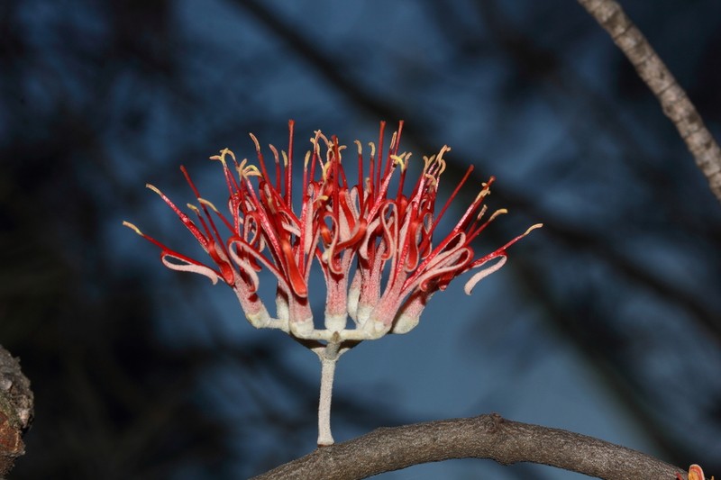 Amyema linophylla