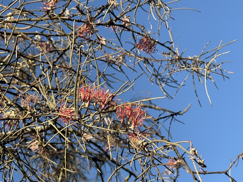 Amyema linophylla photo 2