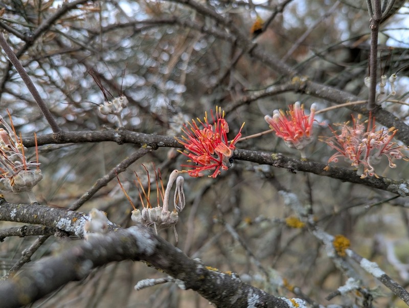 Amyema linophylla photo 3