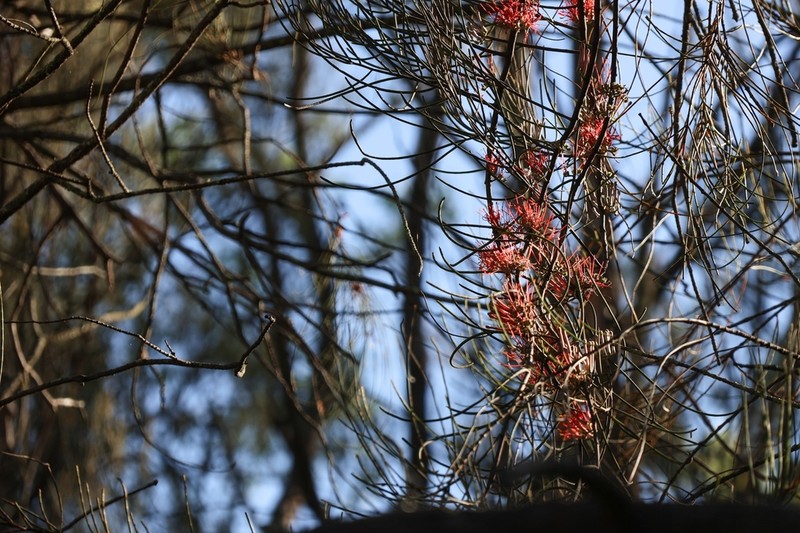 Amyema linophylla photo 4