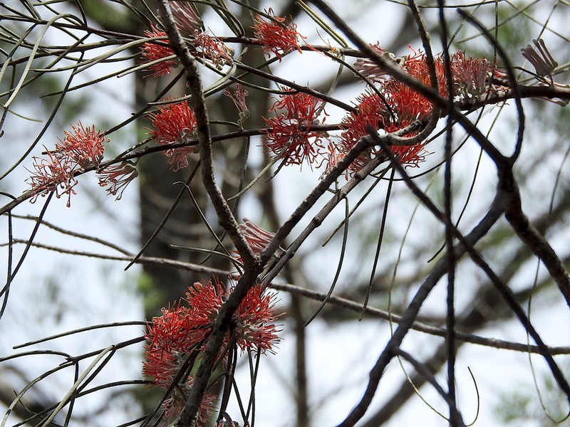 Amyema linophylla photo 5