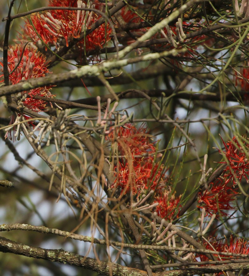 Amyema linophylla photo 6