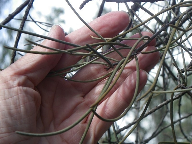 Amyema linophylla photo 7