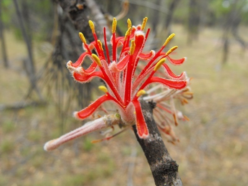 Amyema linophylla photo 8