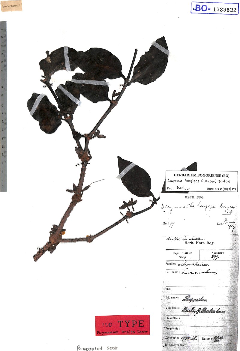 Amyema longipes
