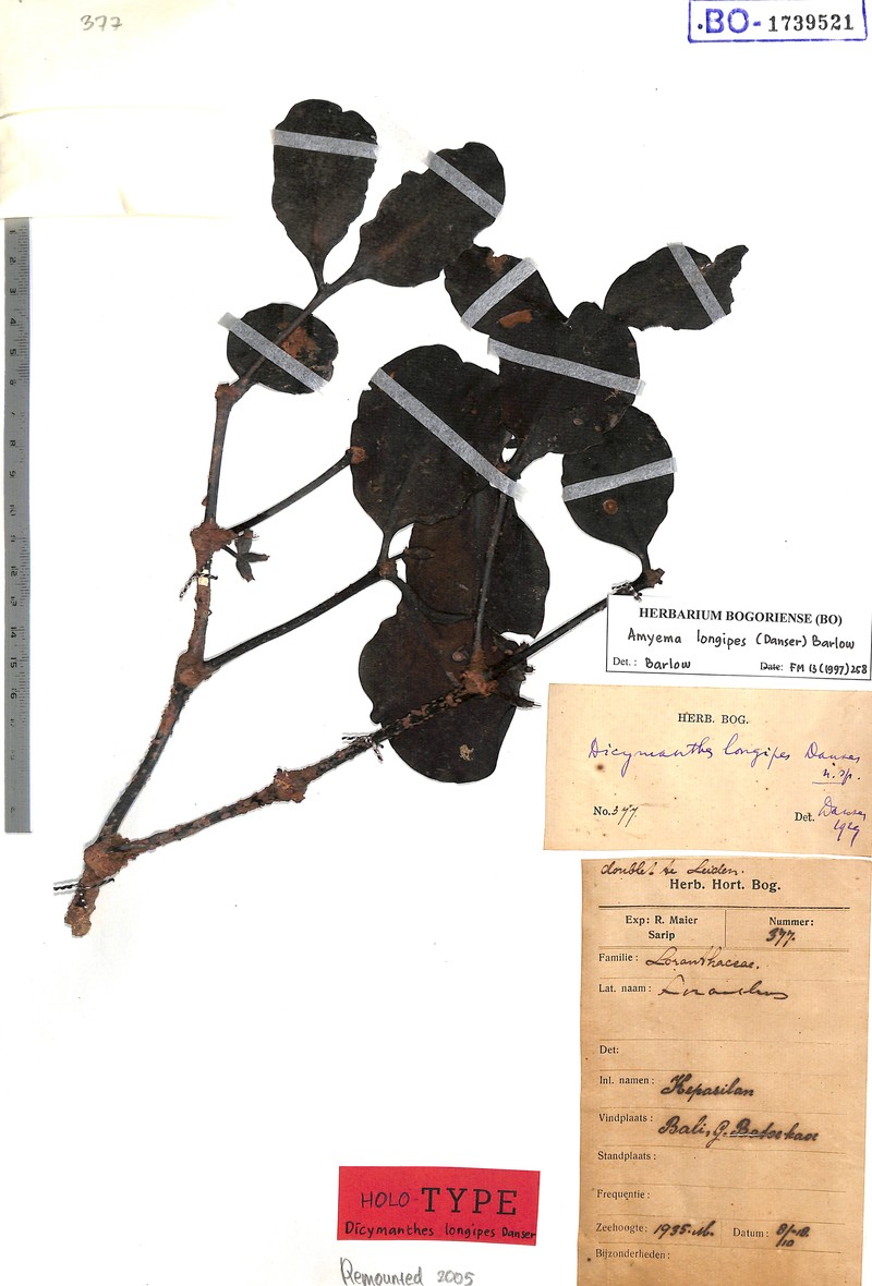 Amyema longipes photo 2
