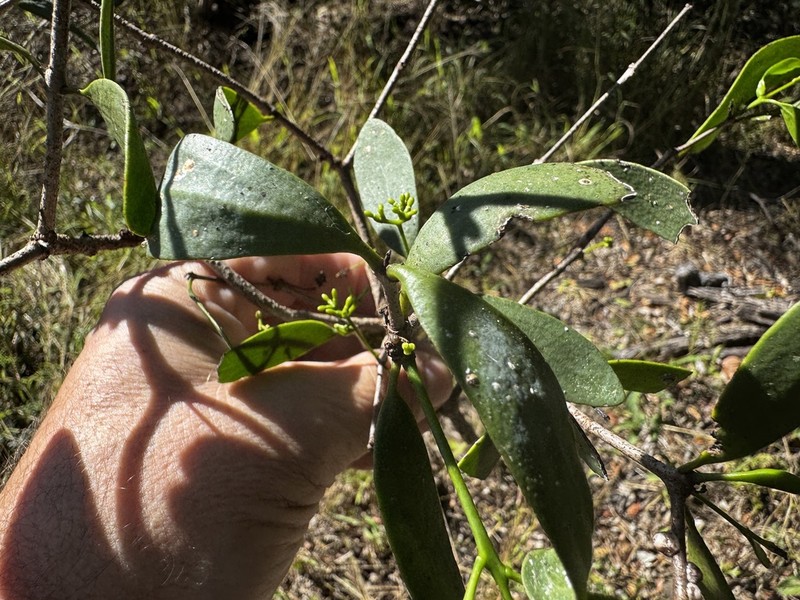 Amyema lucasii