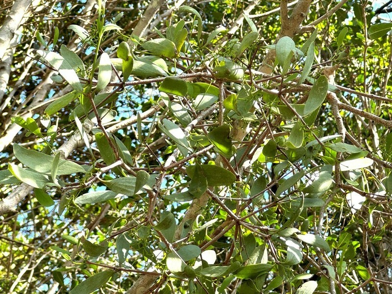 Amyema lucasii photo 2