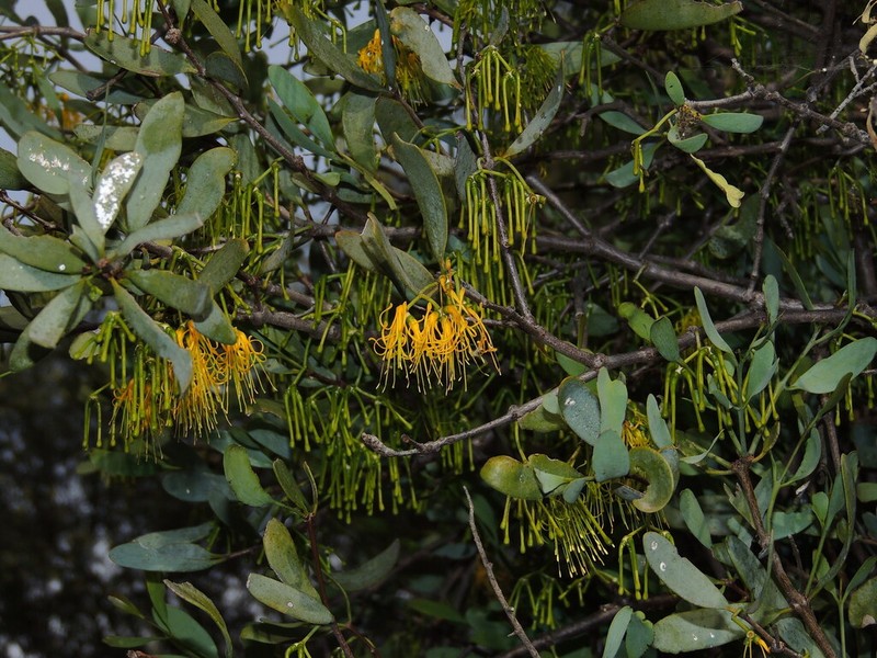 Amyema lucasii photo 3