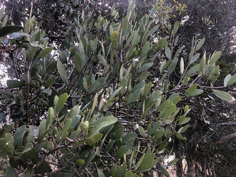 Amyema lucasii photo 4