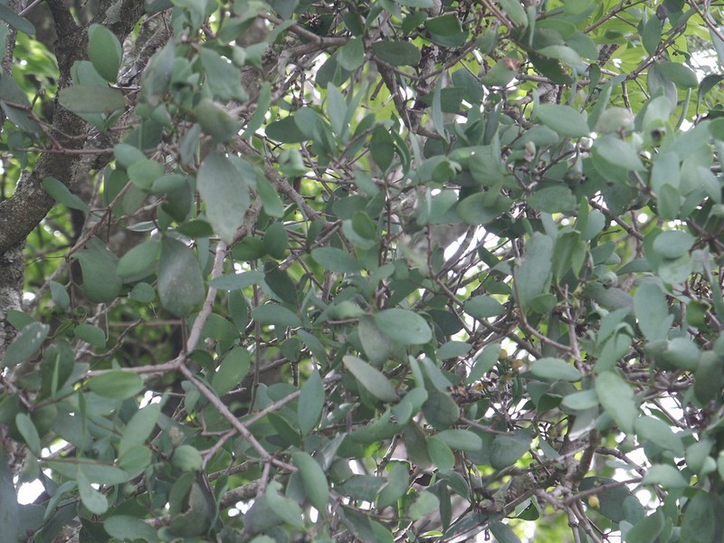 Amyema lucasii photo 5