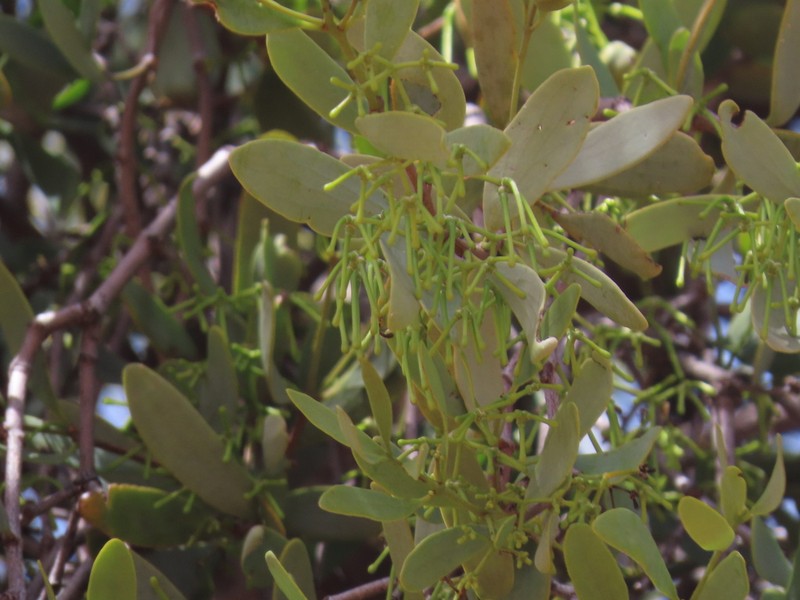 Amyema lucasii photo 6
