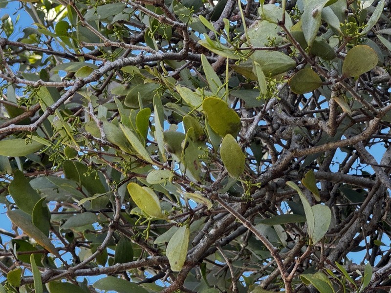 Amyema lucasii photo 7