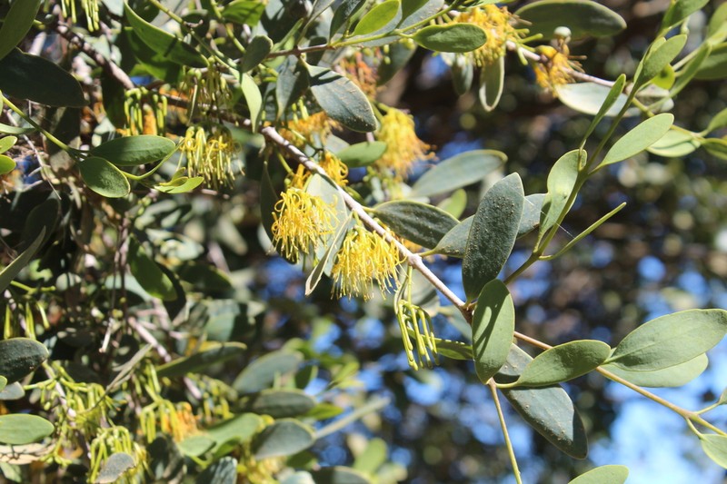 Amyema lucasii photo 8