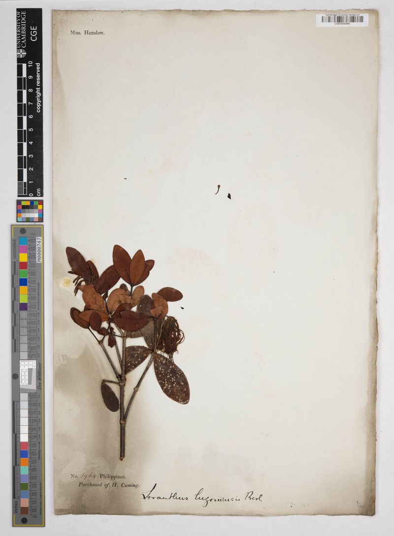 Amyema luzonensis