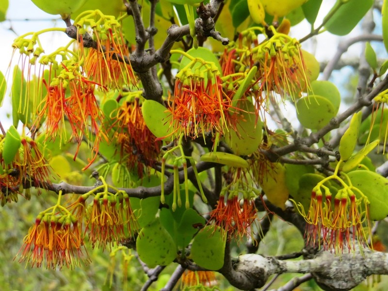 Amyema mackayensis photo 2