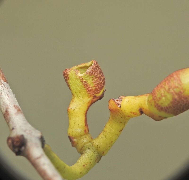 Amyema mackayensis photo 3