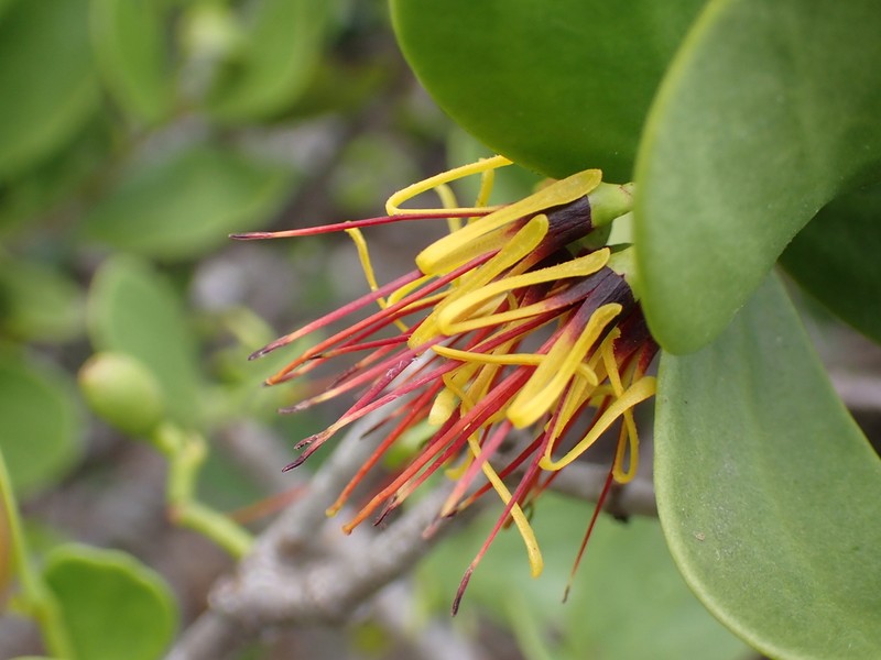 Amyema mackayensis photo 4