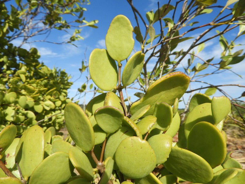 Amyema mackayensis photo 5