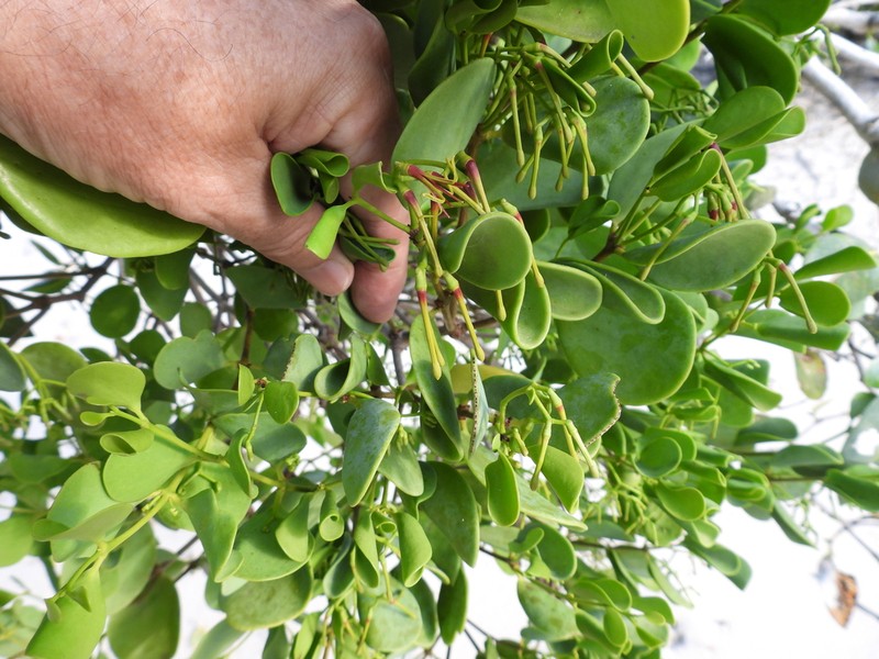 Amyema mackayensis photo 6
