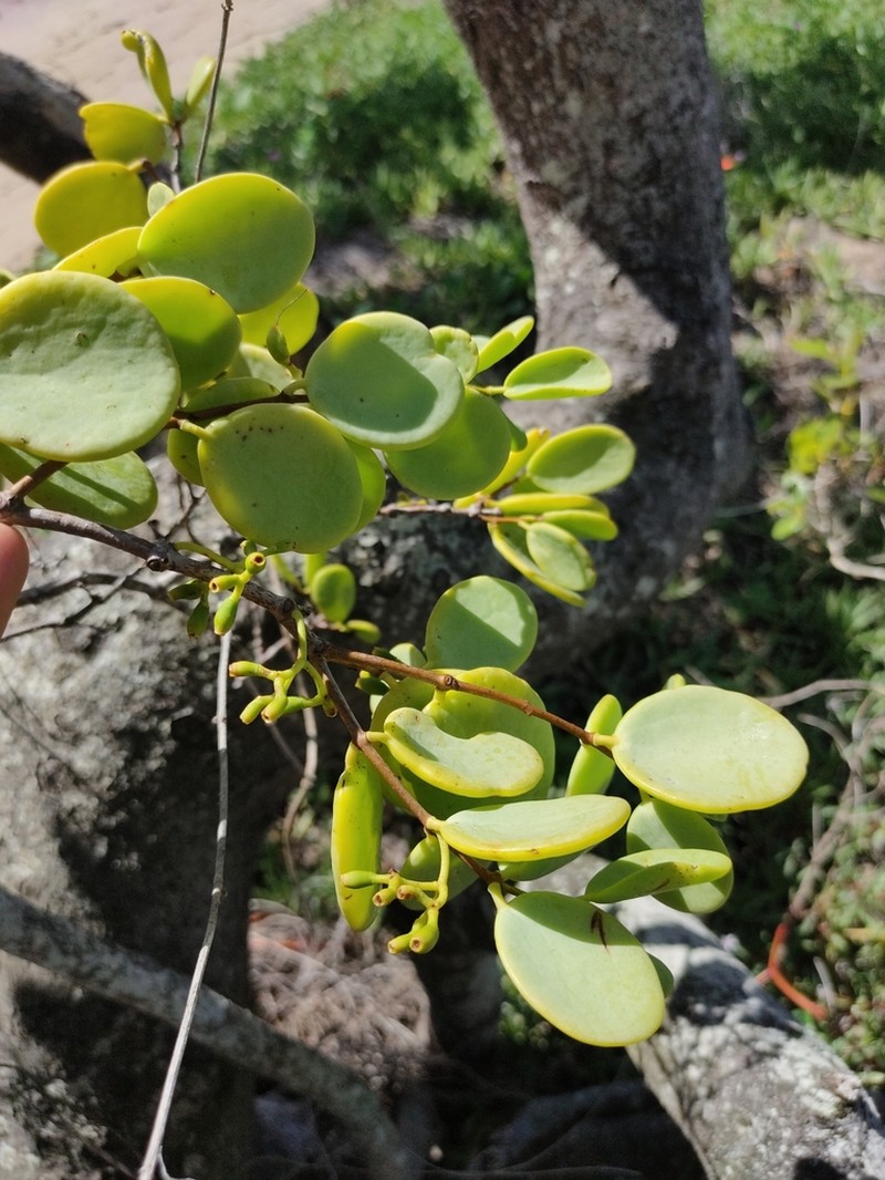 Amyema mackayensis photo 7
