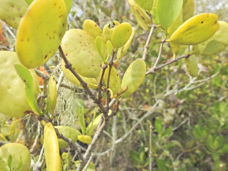 Amyema mackayensis photo 8