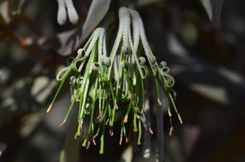 Amyema maidenii